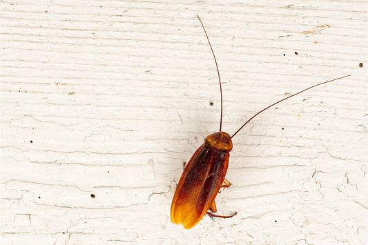 How To Get Rid of Palmetto Bugs