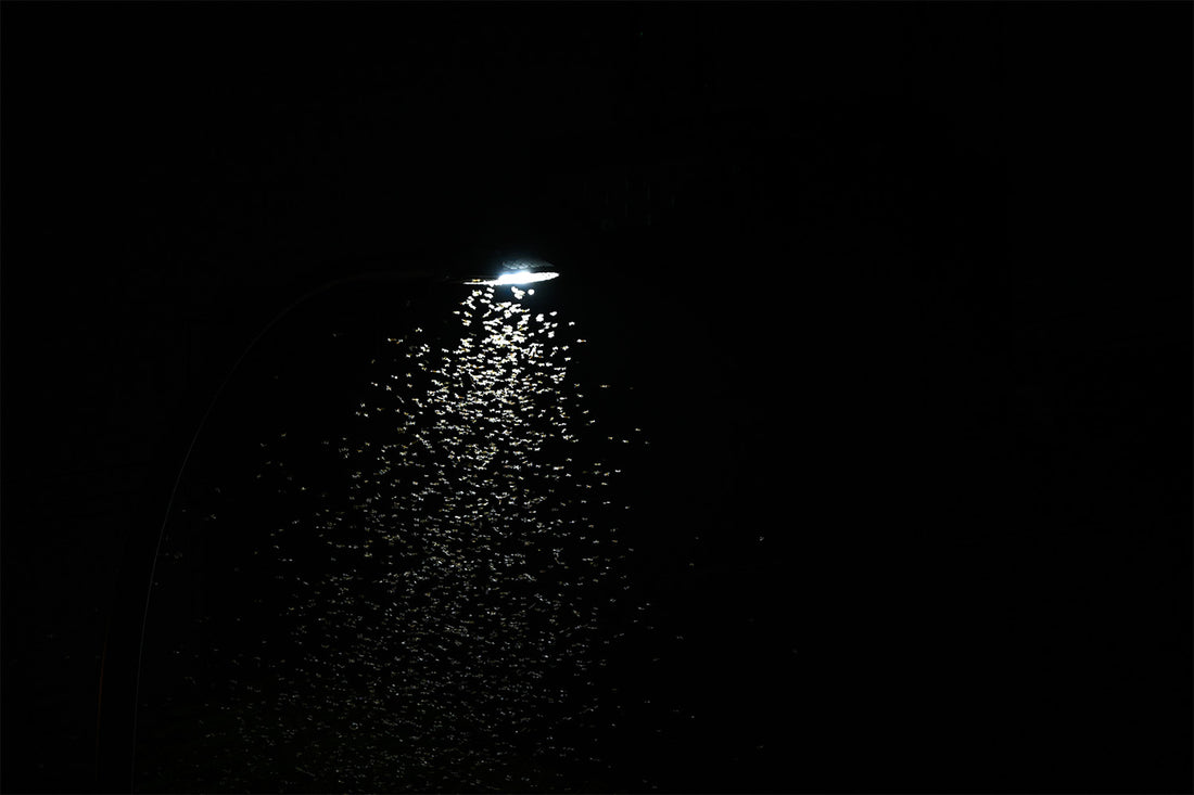 Why Are Bugs Attracted to Light?