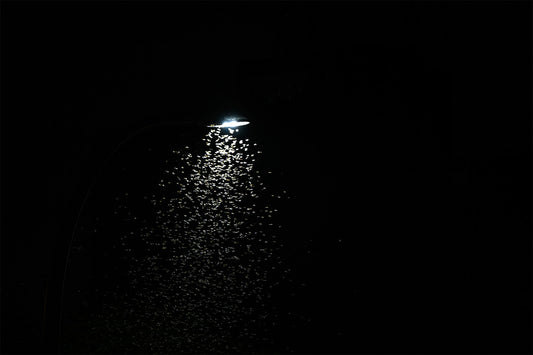 Why Are Bugs Attracted to Light?