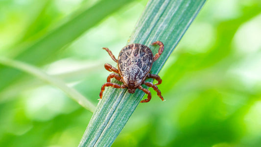 How to Keep Fleas Off Me - Tips to Prevent Fleas On Humans