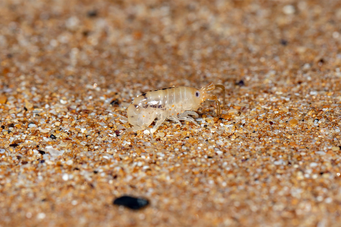 How Long Do Sand Flea Bites Last? What To Know