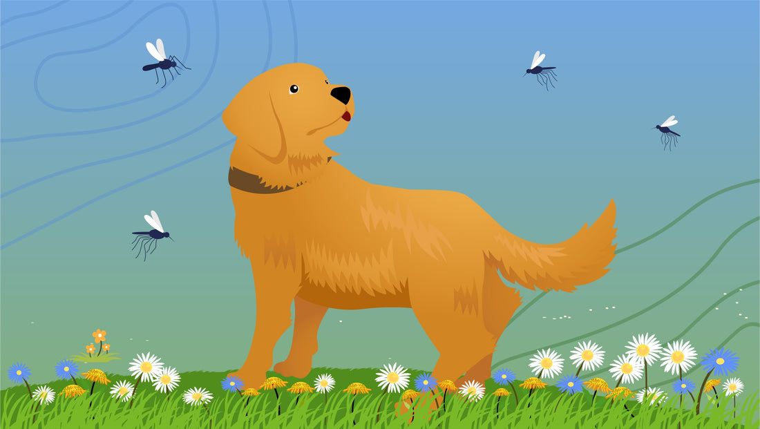 Mosquito Repellent for Dogs — Does It Exist?