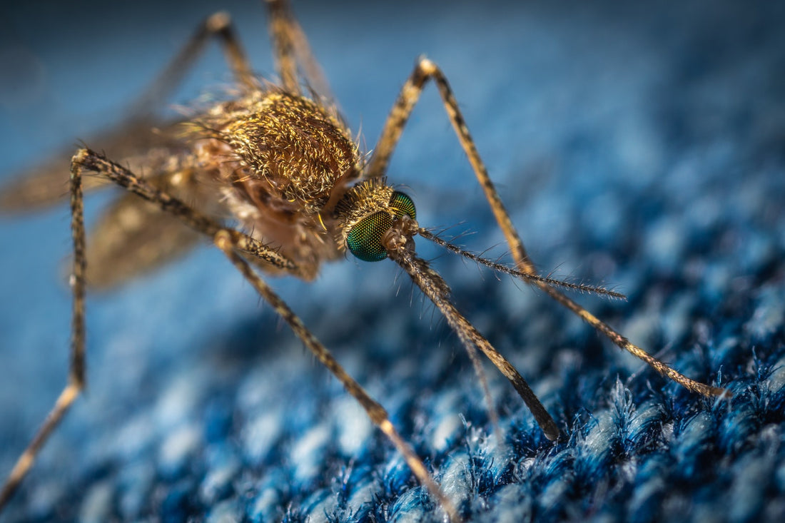 Homemade Mosquito Repellent: How To Make It