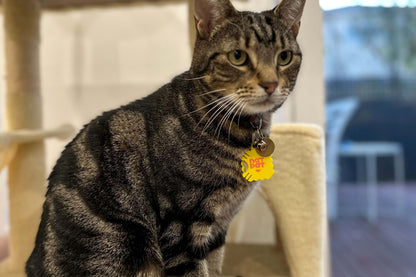 2 Cat Zen + 1 Pet Locket