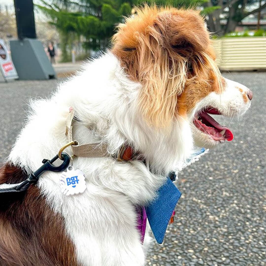 2 Dog Zen + 1 Pet Locket